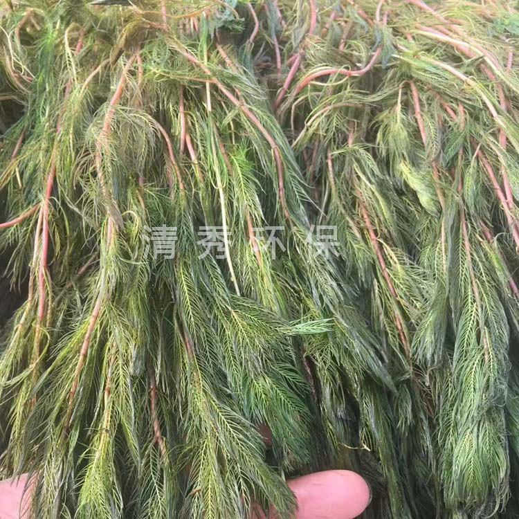 3穗狀狐尾藻